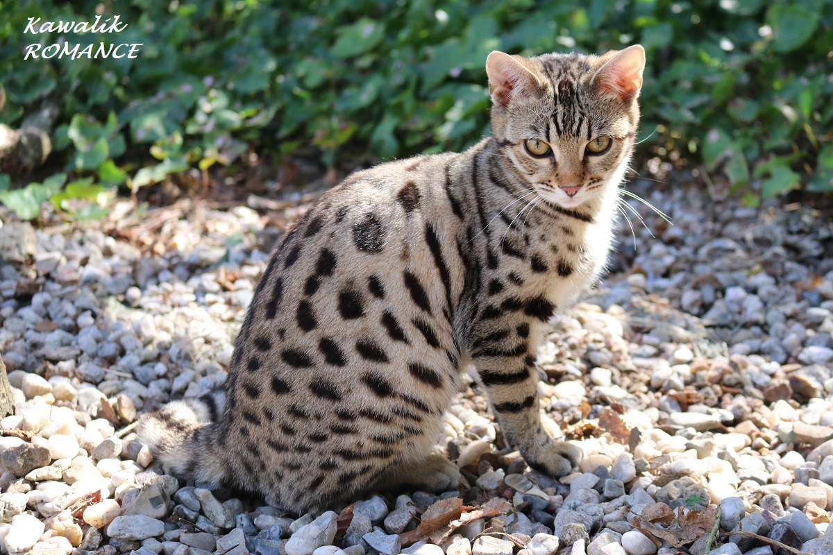 bengal brown